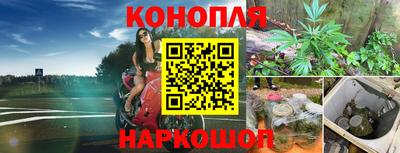 шишки Тара